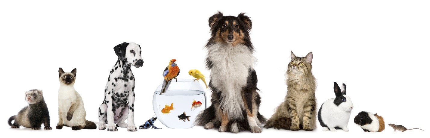 TOP 4 PET CARE TIPS